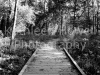 bw_footbridge_8x10-2