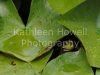 frog_leaves_8x10-2