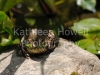 frog_stone-2