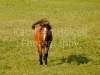 horse_8x10-2