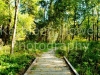 wood_bridge-2