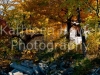lake_trees-2