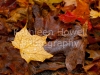 leaves_droplet_8x10-2