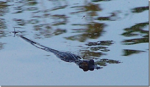 alligator1