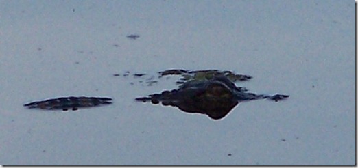 alligator2