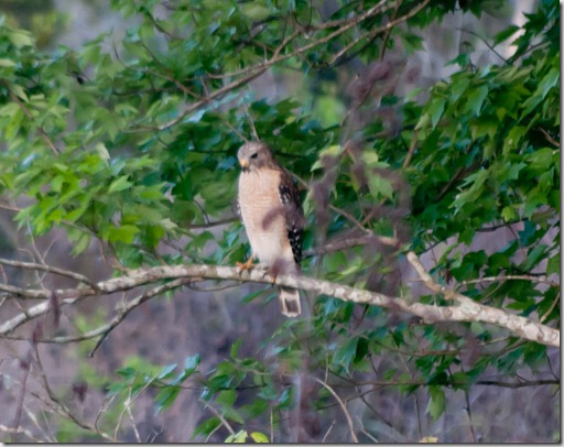 bird2