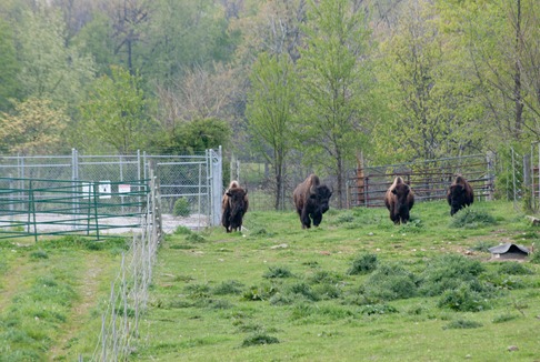 buffalo-5